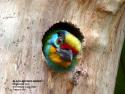 Highlight for Album: Special: Birds Nesting